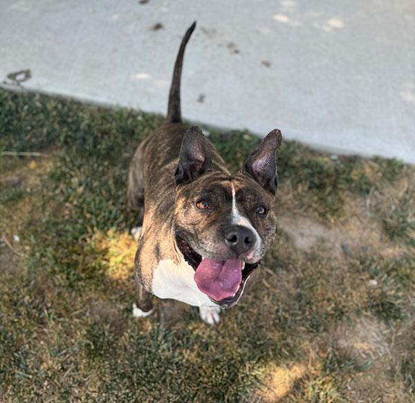 Rosie **Courtesy Post. Out of town pet. See below for details**