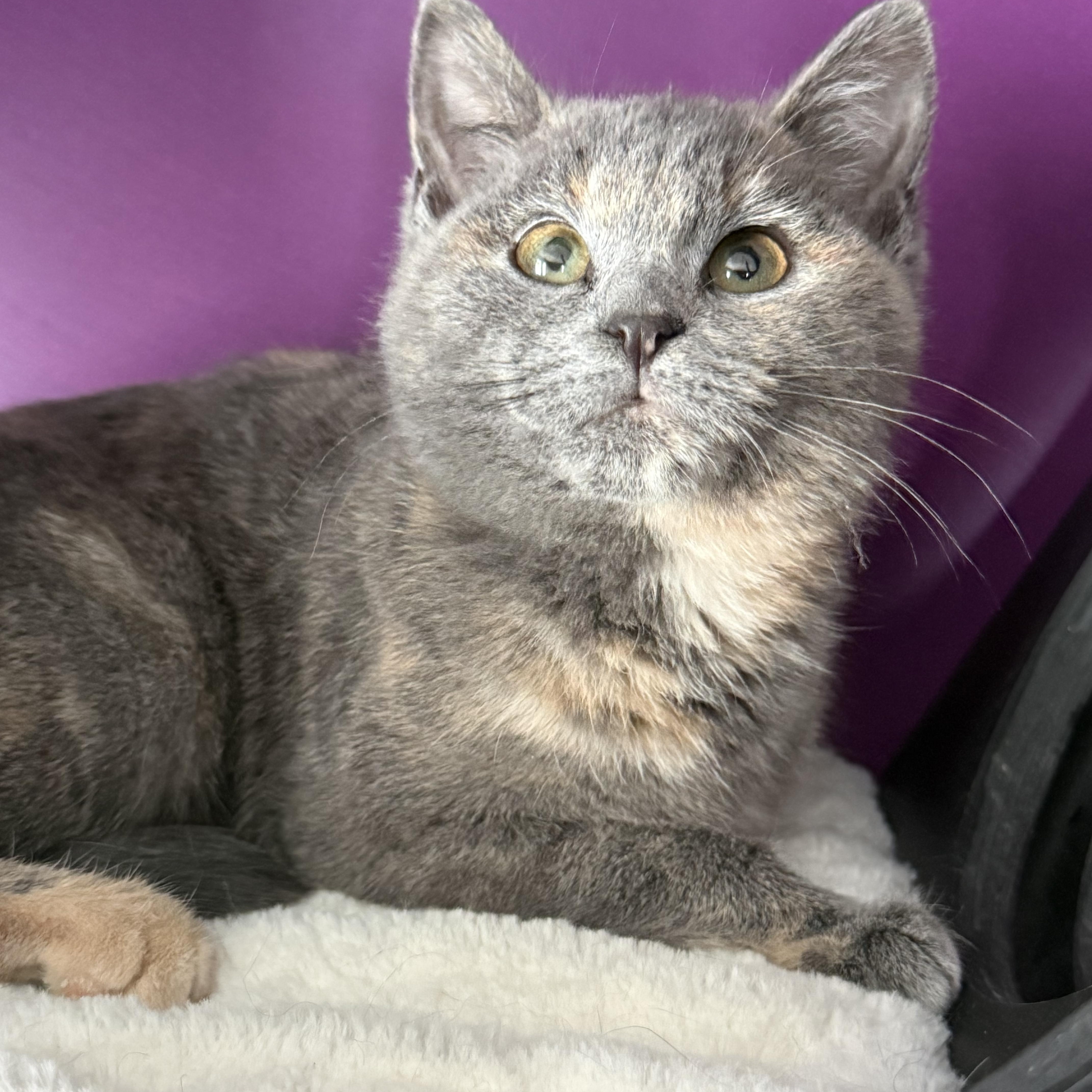 Enlarge Juniper, a ADOPTABLE Domestic Short Hair in Frewsburg, NY image 2/2