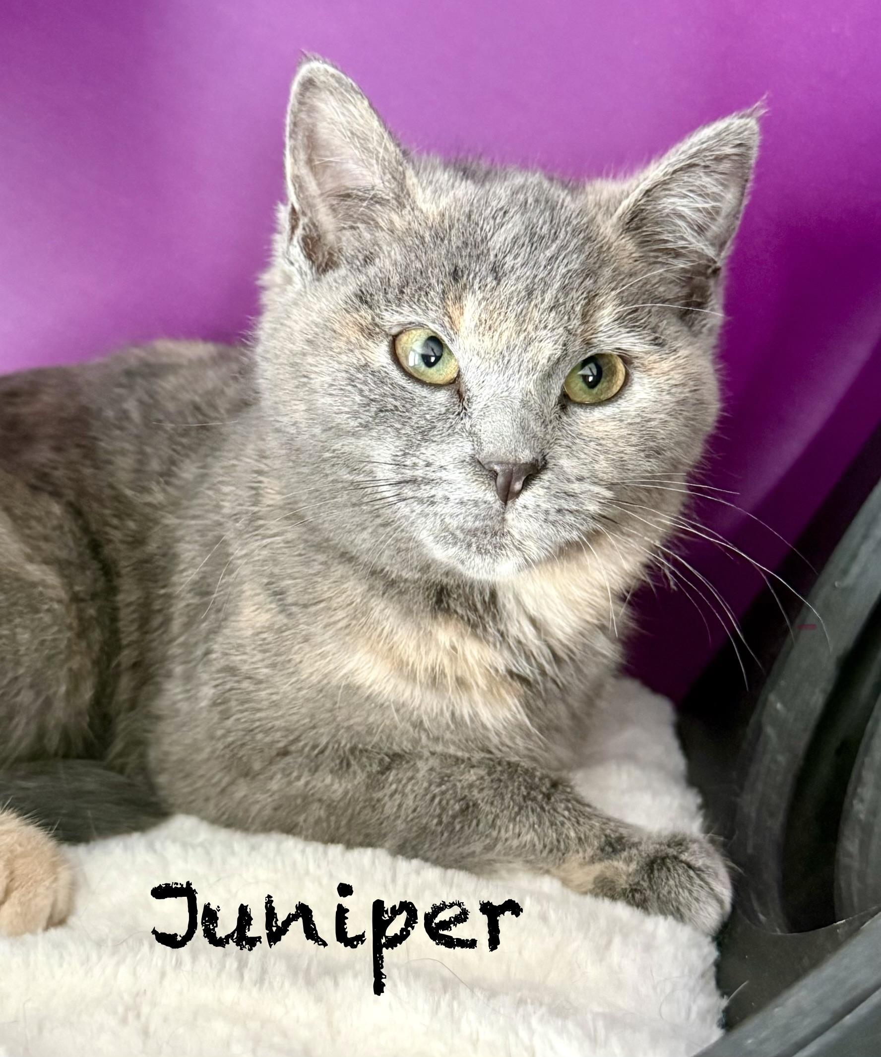 Enlarge Juniper, a ADOPTABLE Domestic Short Hair in Frewsburg, NY image 1/2