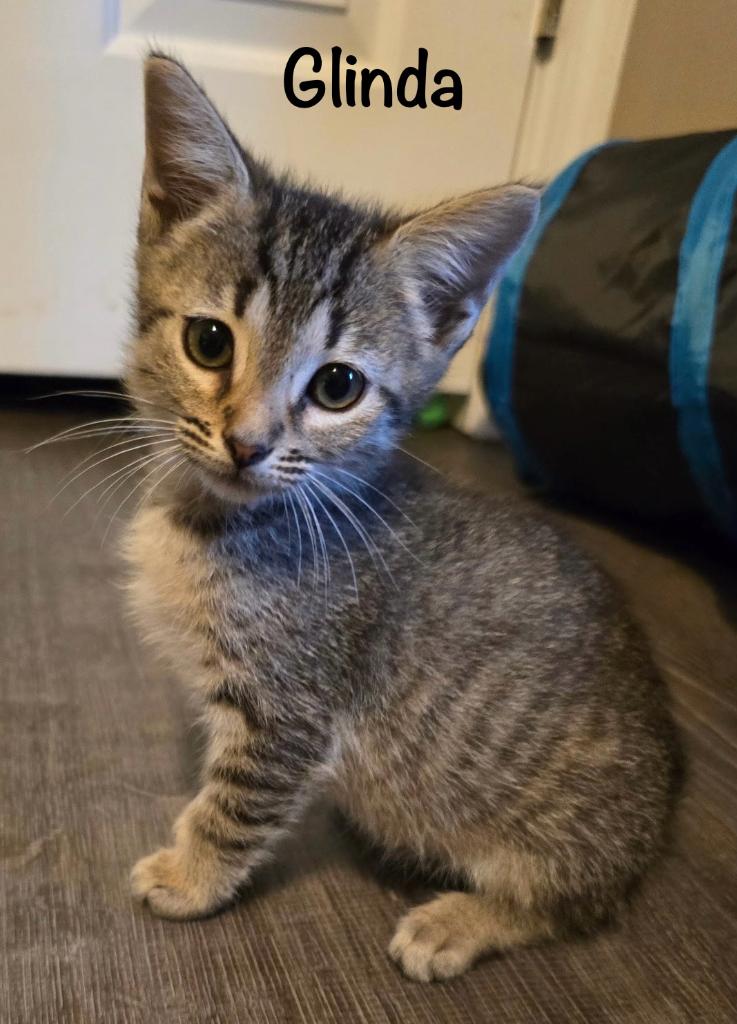 Enlarge Glinda, a Adopted mixed breed in Hoover , AL image 2/6