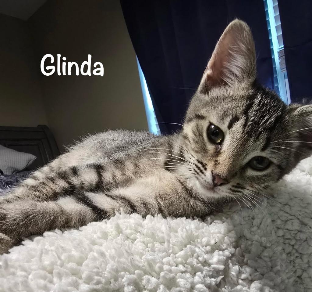 Enlarge Glinda, a Adopted mixed breed in Hoover , AL image 4/6