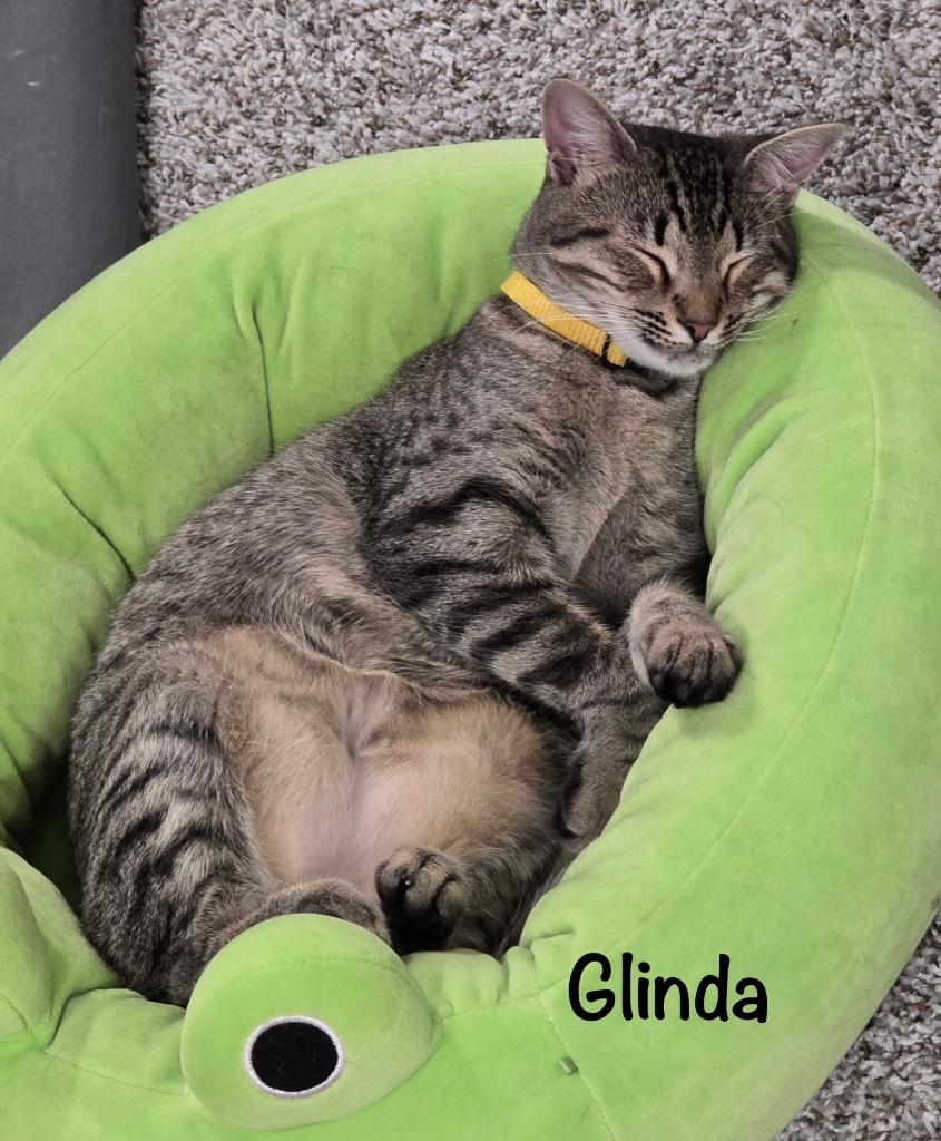 Enlarge Glinda, a Adopted mixed breed in Hoover , AL image 5/6