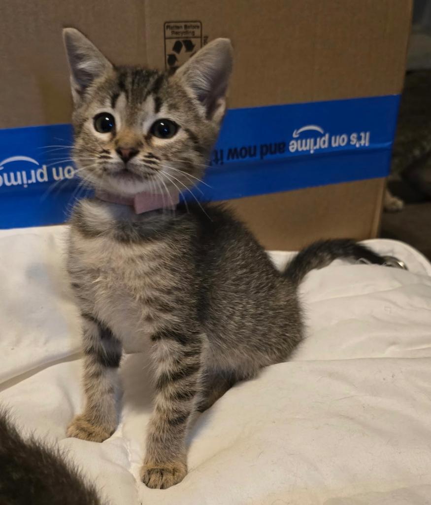 Enlarge Glinda, a Adopted mixed breed in Hoover , AL image 6/6