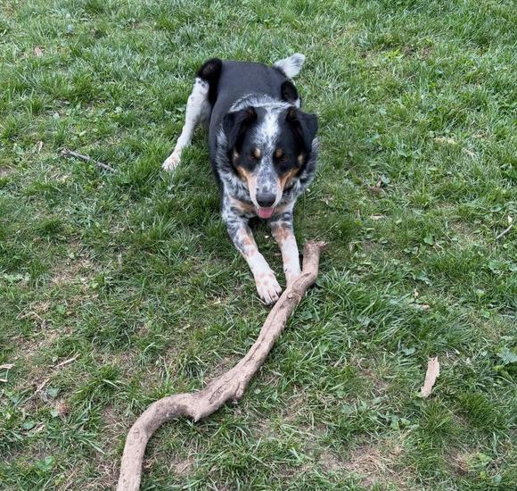 Enlarge Ollie, a Adoptable mixed breed in New Albany, OH image 4/4