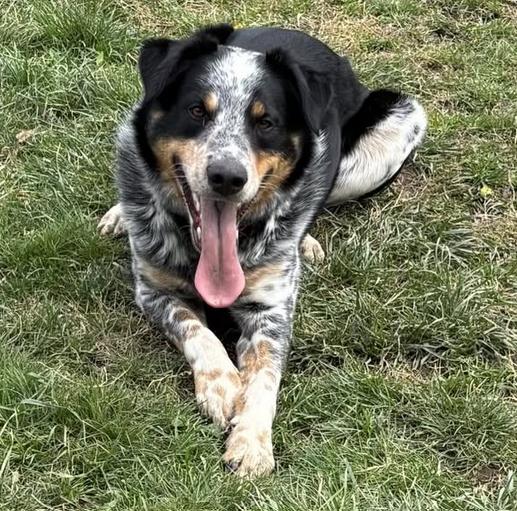 Enlarge Ollie, a Adoptable mixed breed in New Albany, OH image 1/4