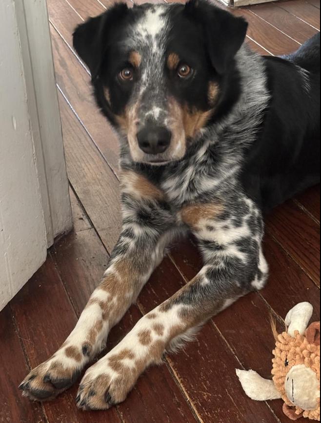 Enlarge Ollie, a Adoptable mixed breed in New Albany, OH image 3/4