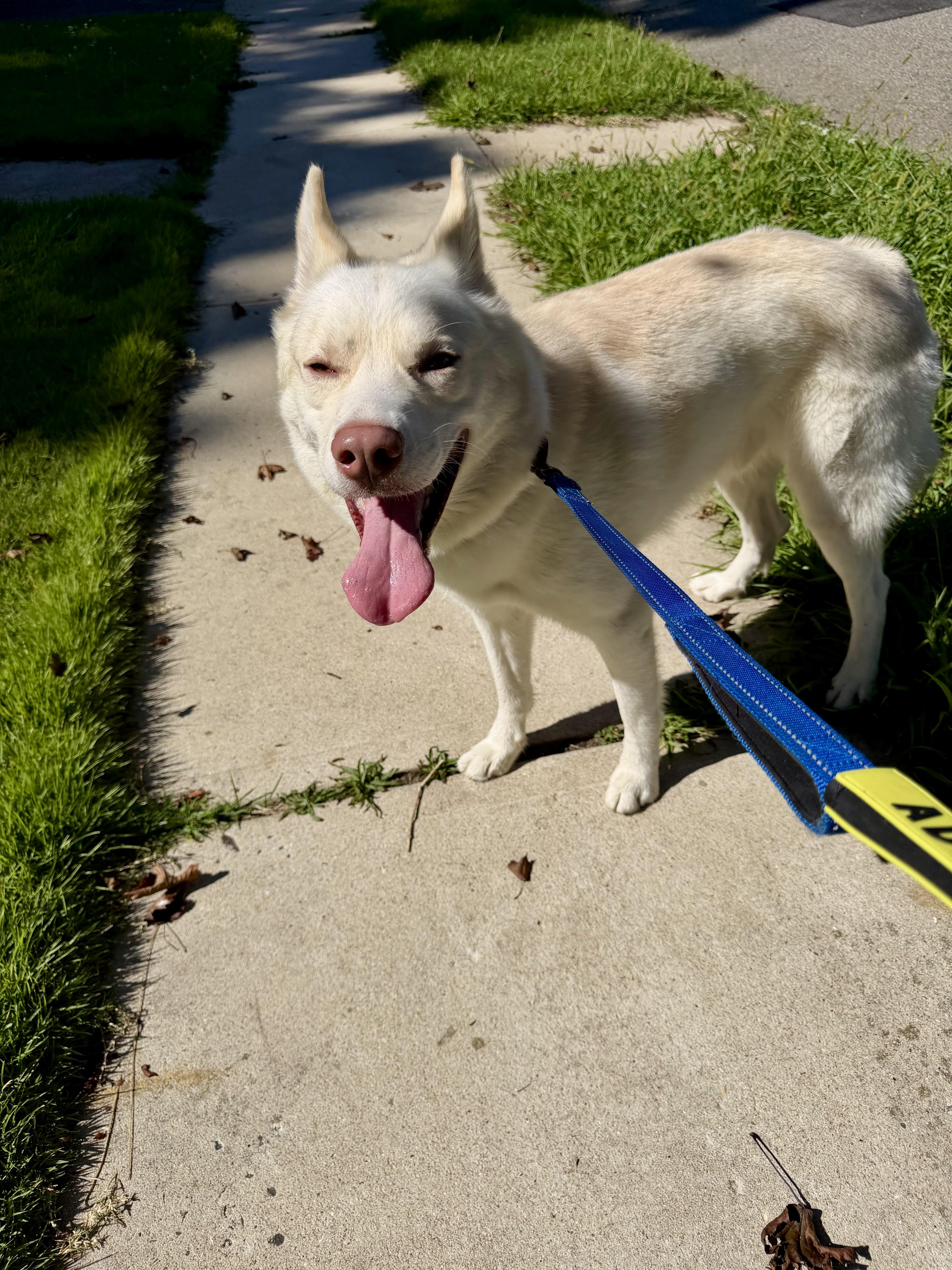 Drago, ADOPTABLE, Adult Male Husky.
