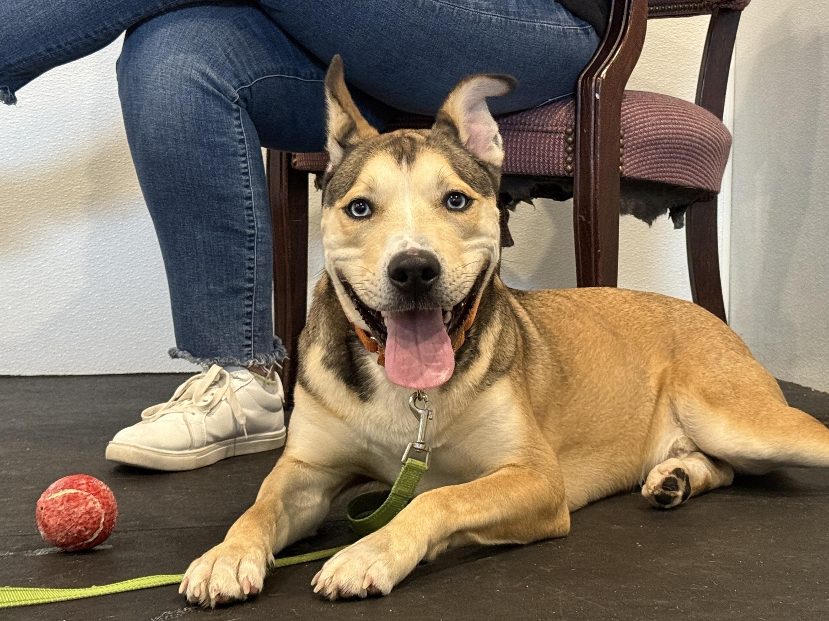 Enlarge Koda, a ADOPTABLE mixed breed in Terryville, CT image 4/6