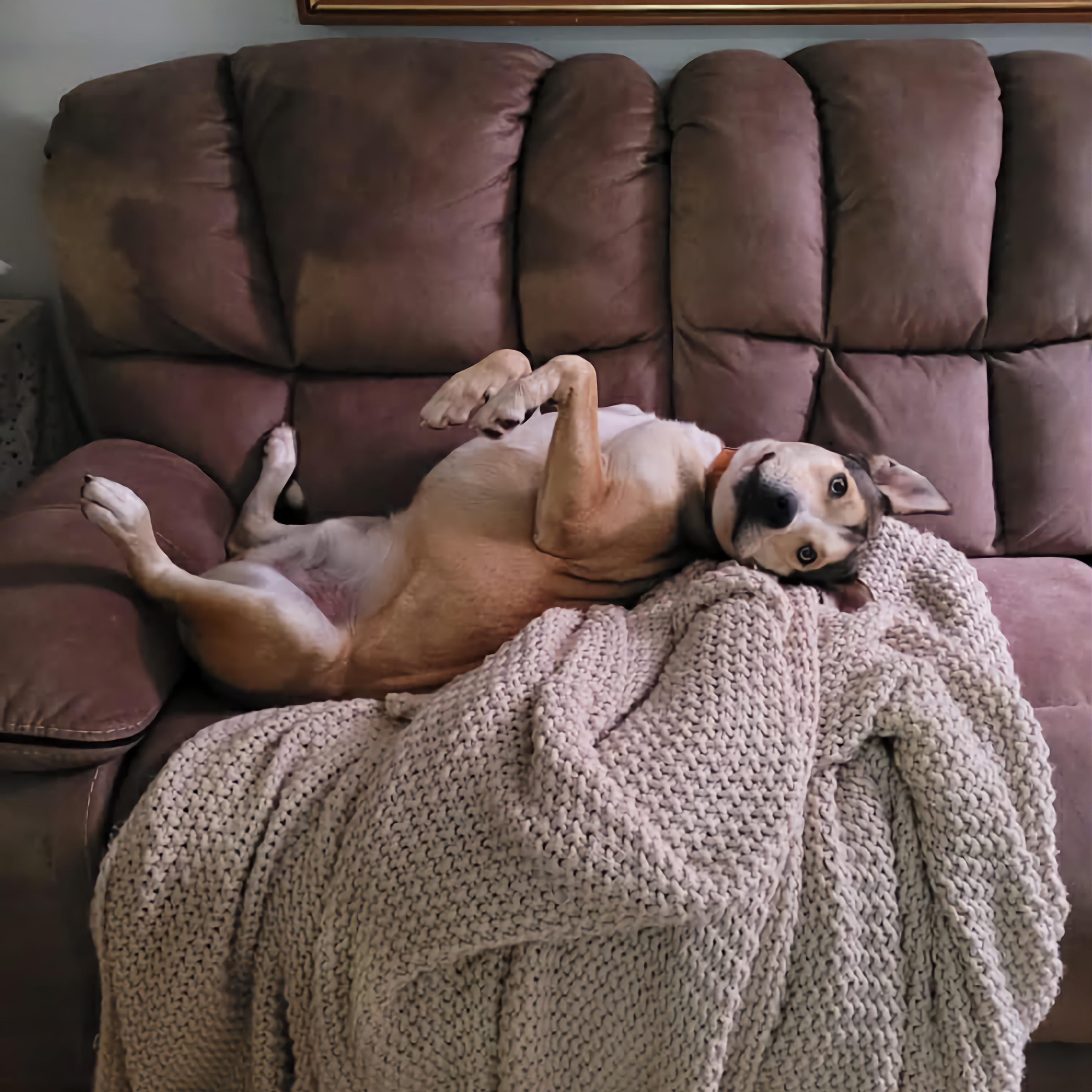 Enlarge Koda, a ADOPTABLE mixed breed in Terryville, CT image 3/6