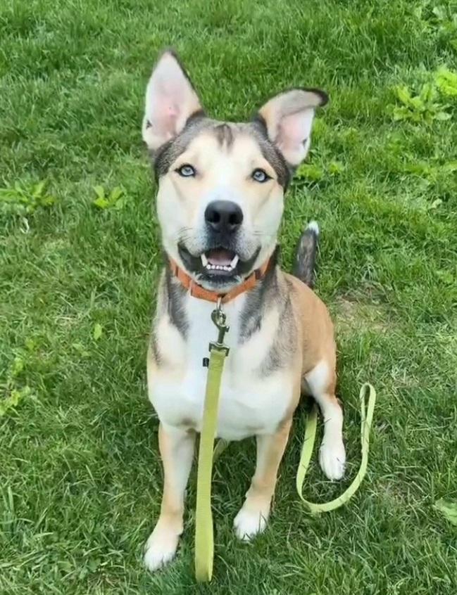 Enlarge Koda, a ADOPTABLE mixed breed in Terryville, CT image 6/6