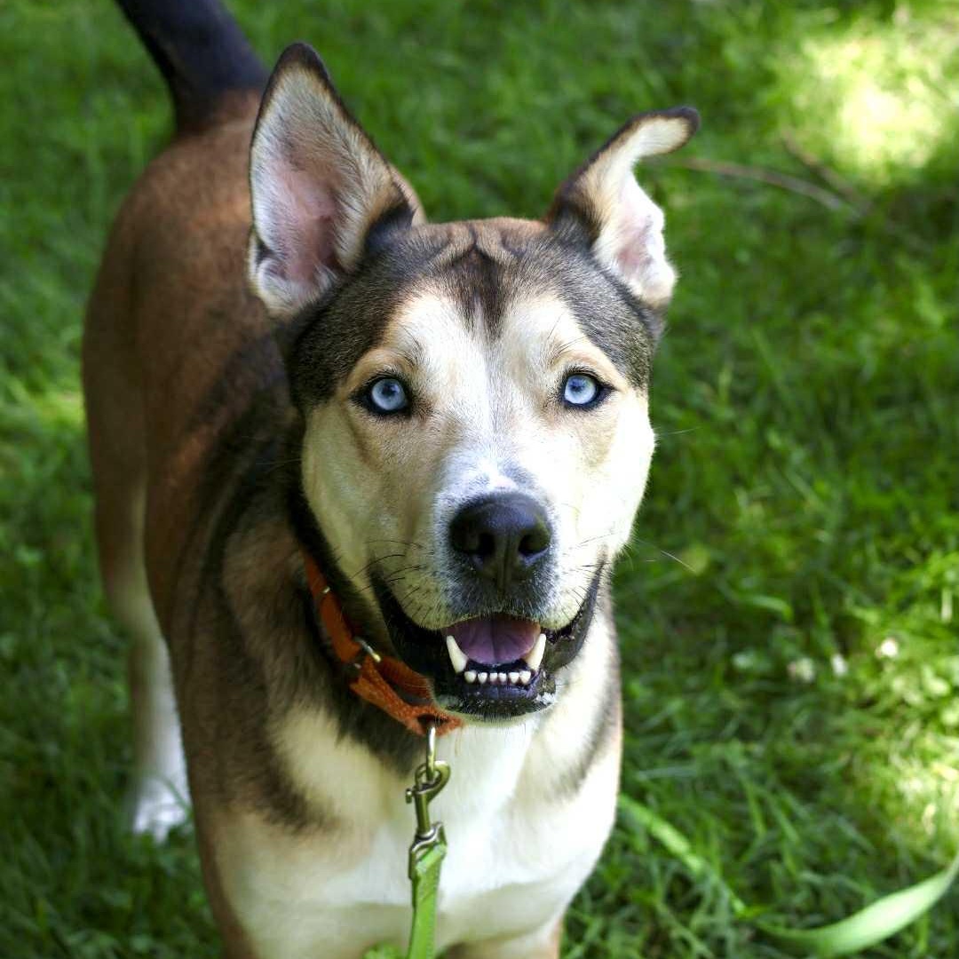 Enlarge Koda, a ADOPTABLE mixed breed in Terryville, CT image 1/6