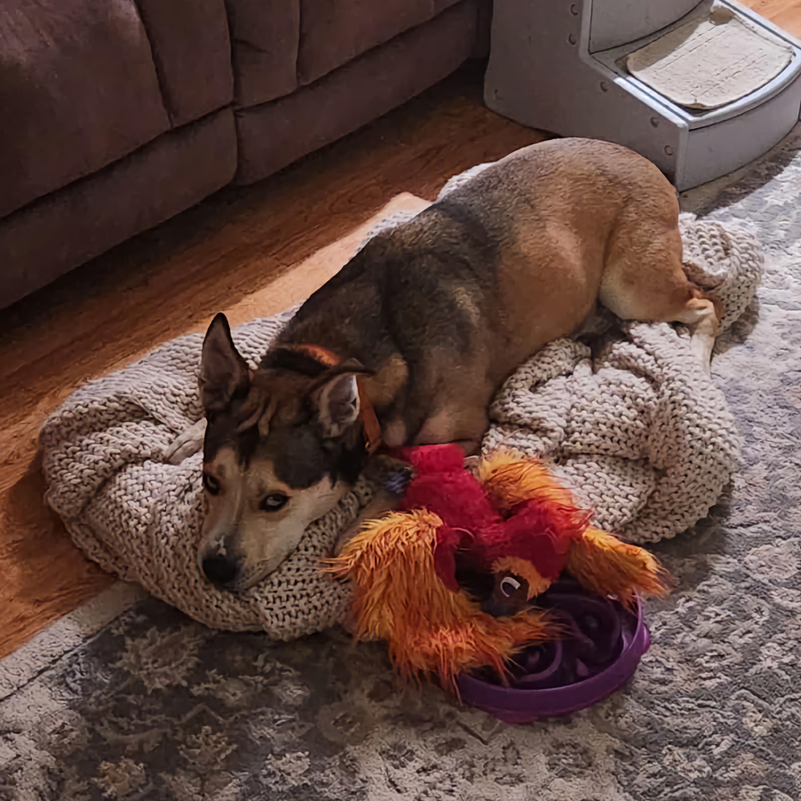 Enlarge Koda, a ADOPTABLE mixed breed in Terryville, CT image 5/6