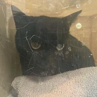 Enlarge Working Cat Goblin, a Adoptable Domestic Short Hair in Tacoma, WA image 1/1