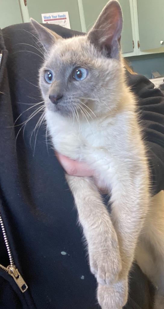 Blitz, Adoptable, Young Male Siamese.