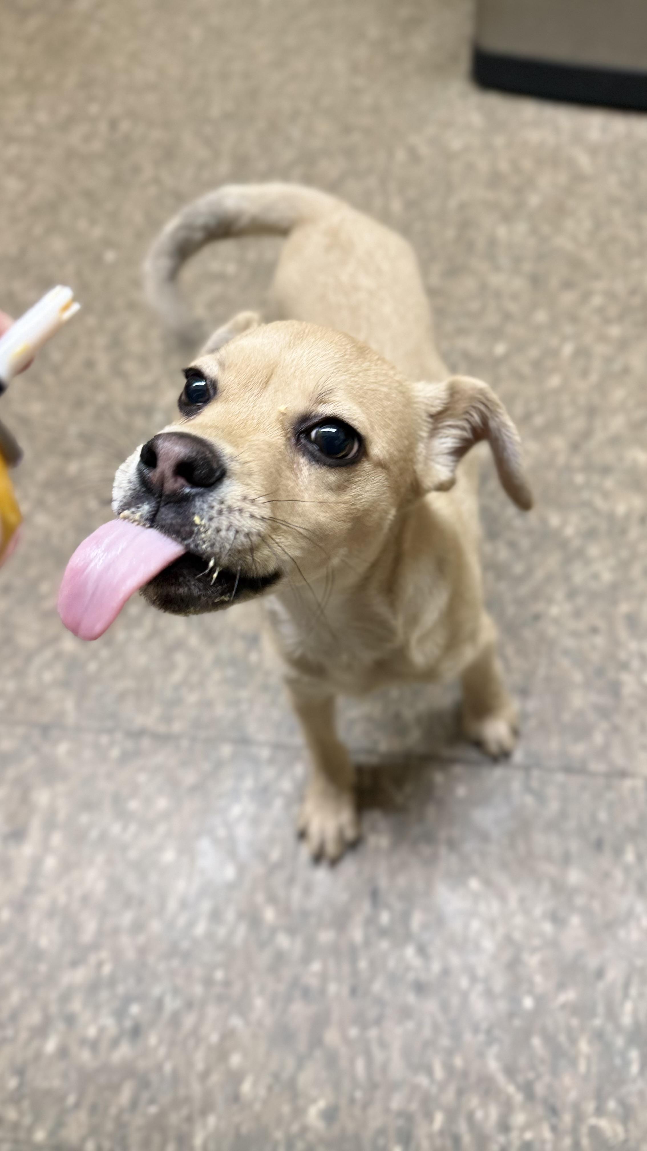 Enlarge Cheese, an adopted mixed breed in Little Rock, AR image 1/2