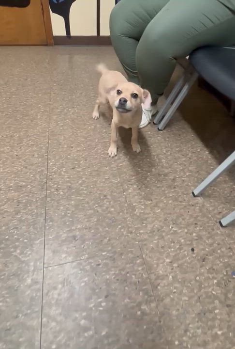 Enlarge Cheese, an adopted mixed breed in Little Rock, AR video 2/2