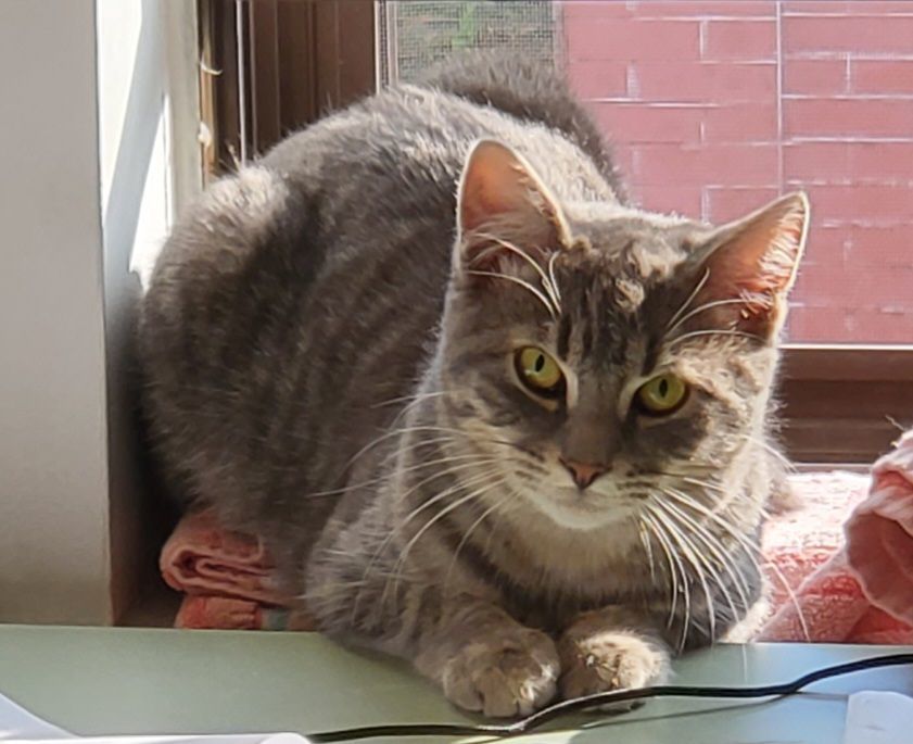 Enlarge Saber, a Adoptable Domestic Short Hair in Philadelphia, PA image 1/4