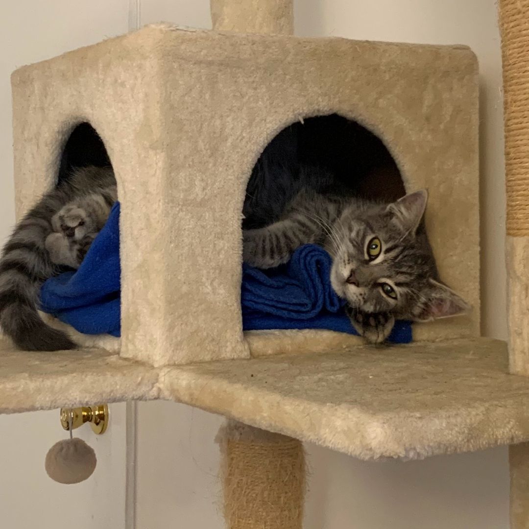 Enlarge Saber, a Adoptable Domestic Short Hair in Philadelphia, PA image 2/4