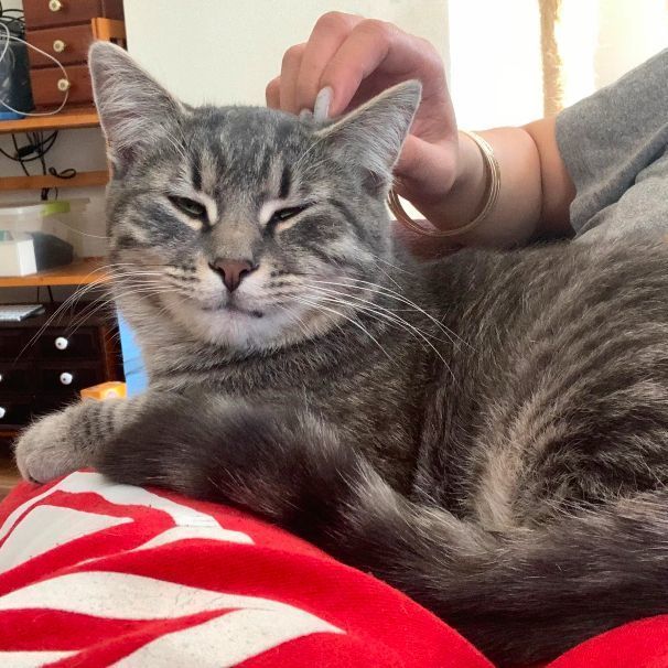 Enlarge Saber, a Adoptable Domestic Short Hair in Philadelphia, PA image 3/4