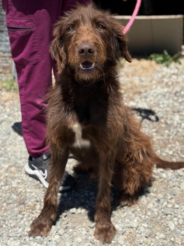 Louie, Adoptable, Young Male German Wirehaired Pointer & Mixed Breed.