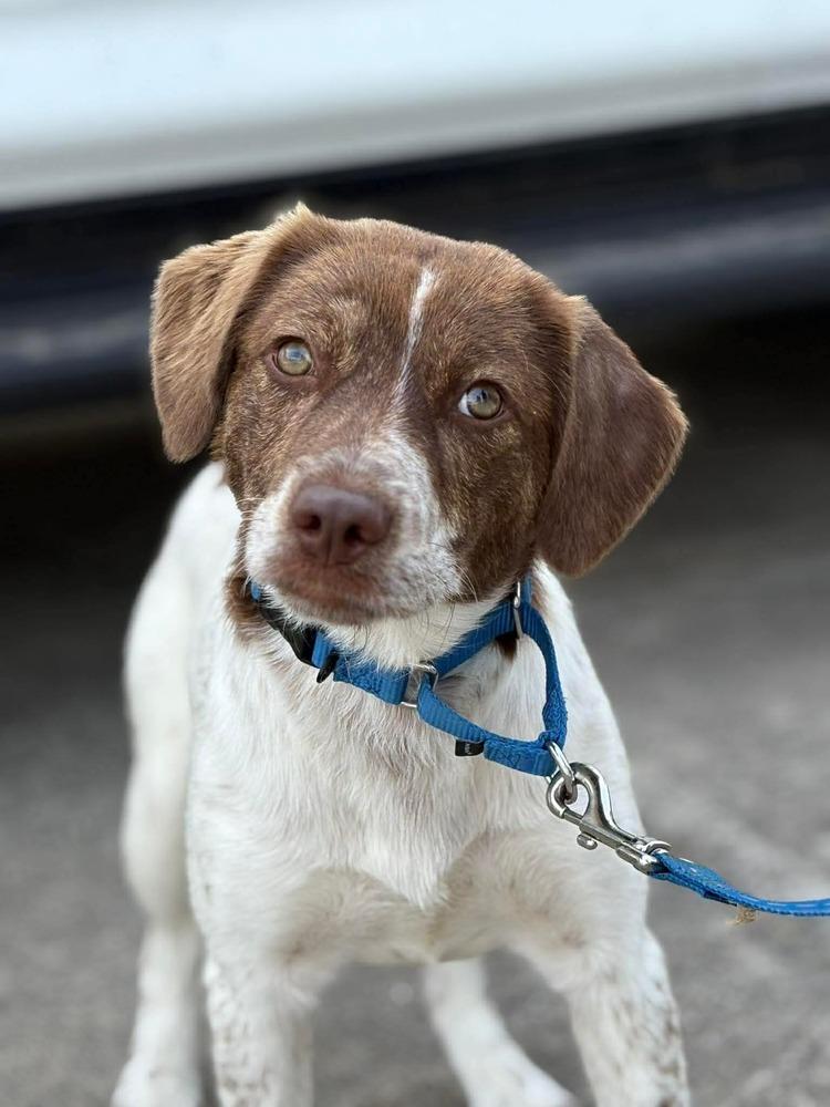 Sarah, Adoptable, Adult Female Brittany Spaniel & Beagle.