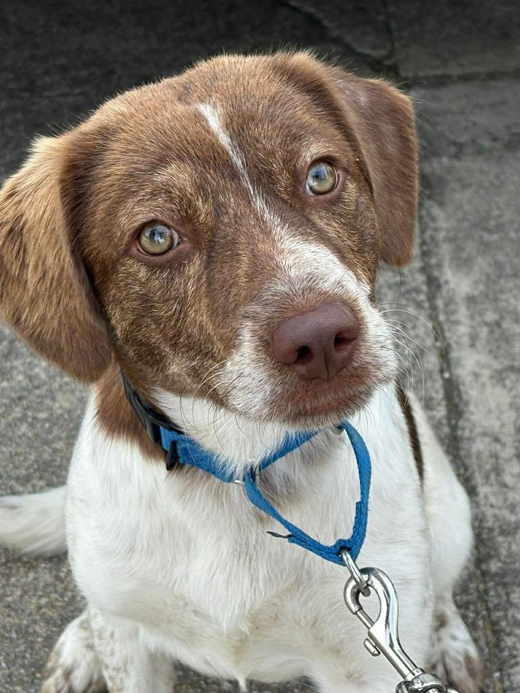 Enlarge Sarah, a Adoptable mixed breed in Middletown, CT image 2/6