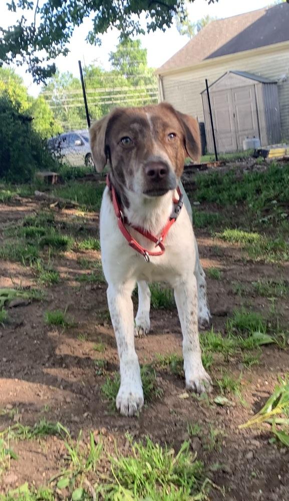 Sarah, Adoptable, Adult Female Brittany Spaniel & Beagle.