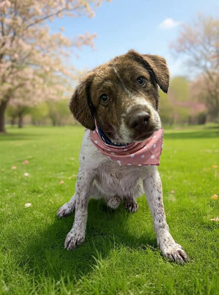 Enlarge Sarah, a Adoptable mixed breed in Middletown, CT image 4/6
