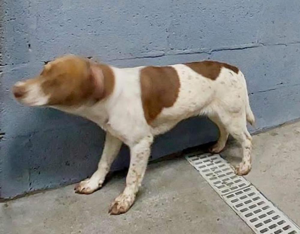 Enlarge Sarah, a Adoptable mixed breed in Middletown, CT image 5/6