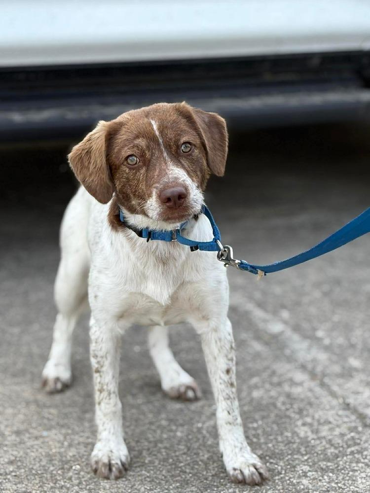 Enlarge Sarah, a Adoptable mixed breed in Middletown, CT image 6/6