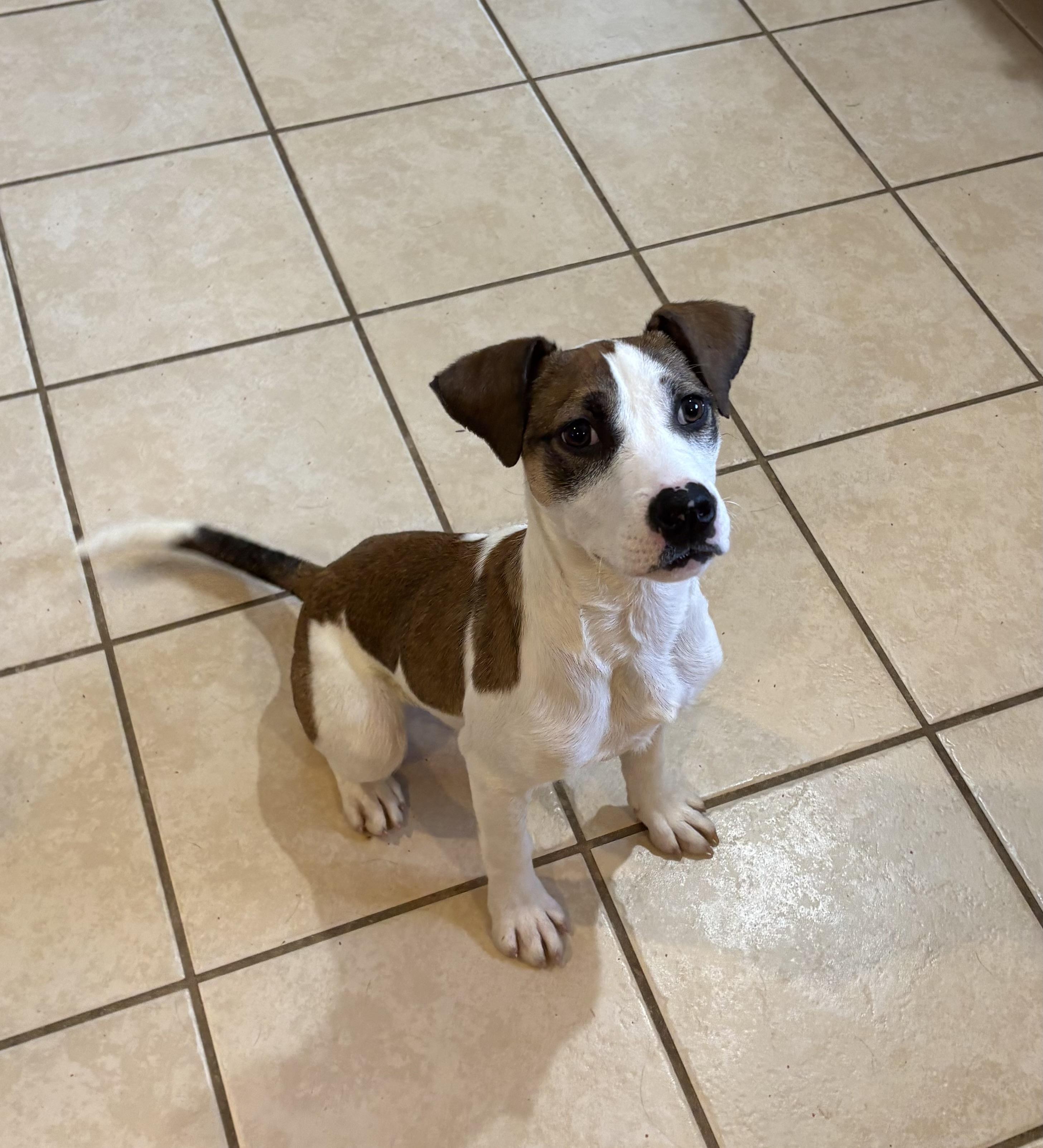 Enlarge Precious, an adopted Mixed Breed in Lacon, IL image 5/6