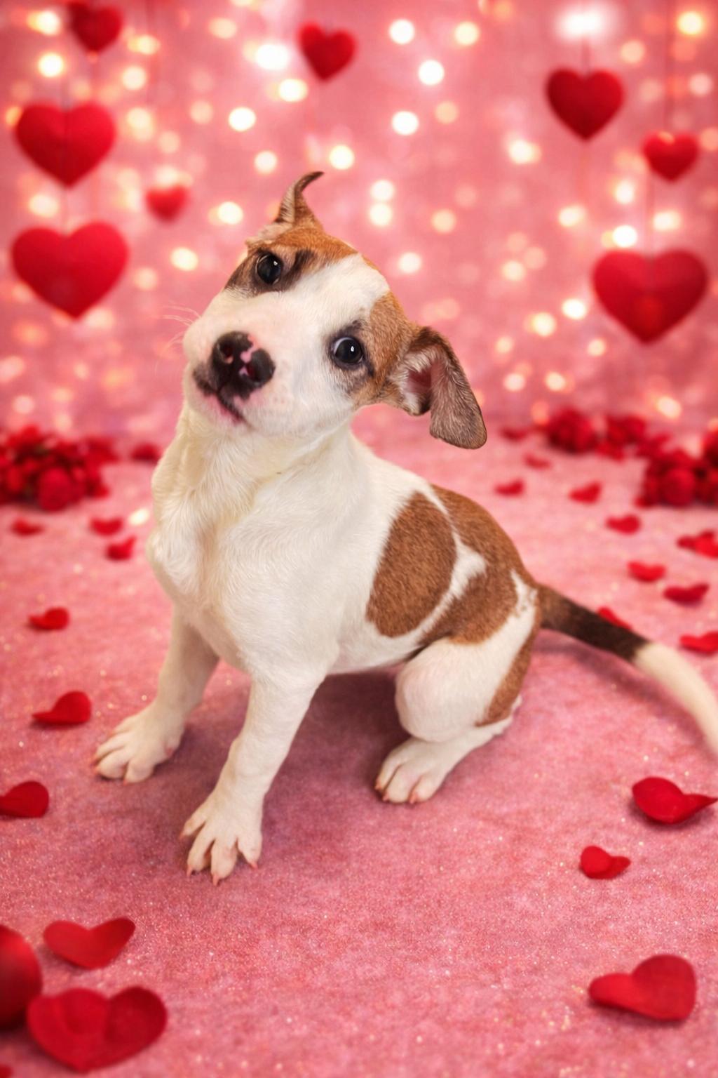Enlarge Precious, an adopted Mixed Breed in Lacon, IL image 2/6