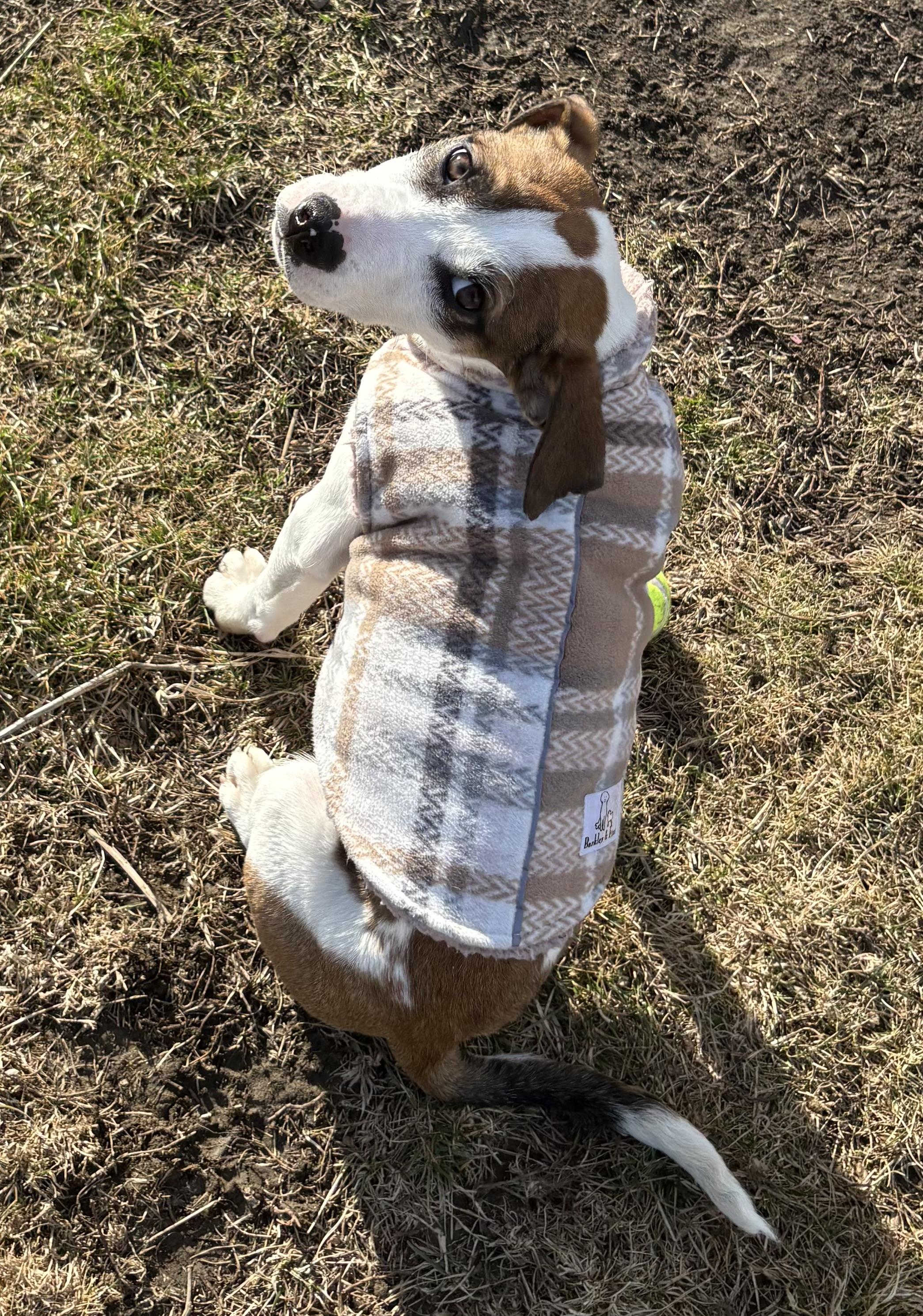 Enlarge Precious, an adopted Mixed Breed in Lacon, IL image 1/6