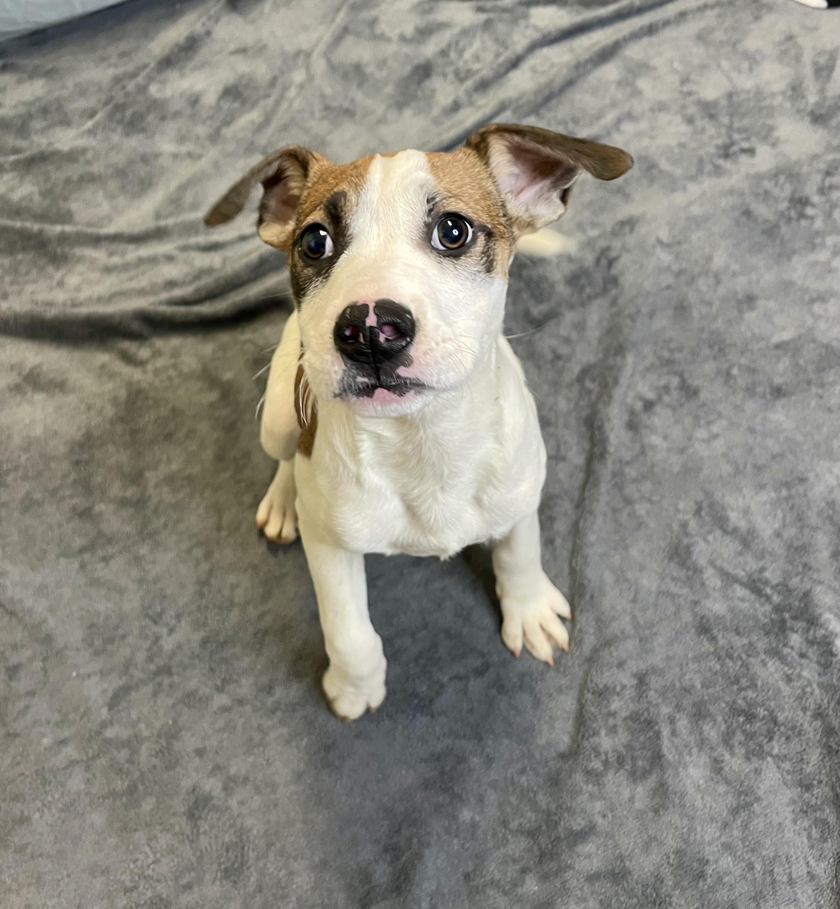 Enlarge Precious, an adopted Mixed Breed in Lacon, IL image 4/6