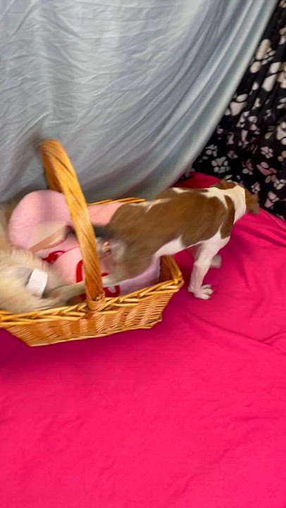 Enlarge Precious, an adopted Mixed Breed in Lacon, IL video 3/6