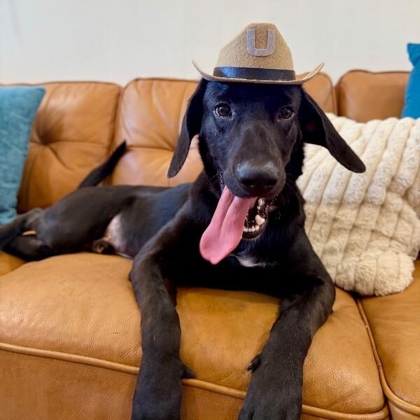 Waylon Jennings The Floppy Eared Heartstealer — thumbnail 5