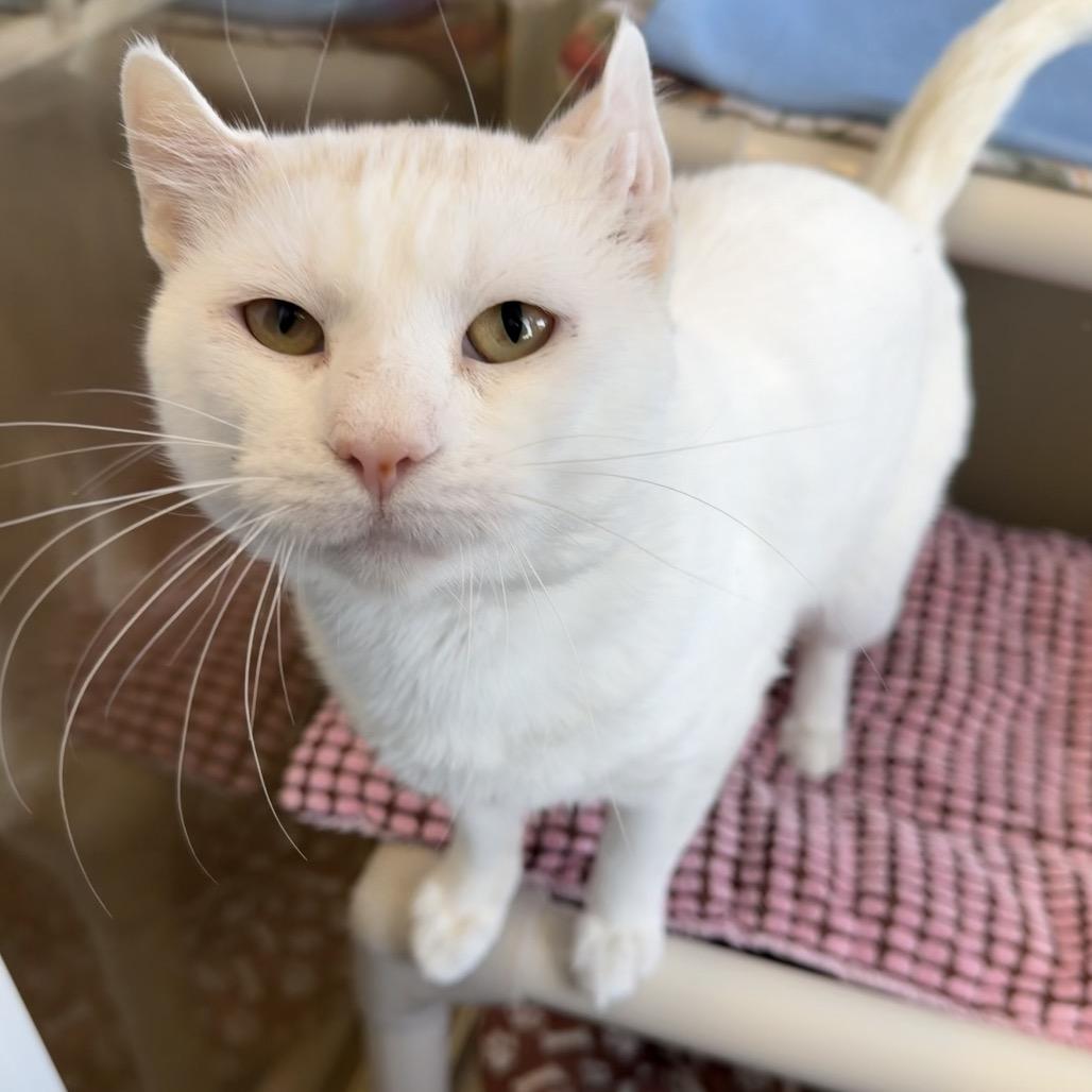 Scorpion, Adoptable, Adult Male Domestic Short Hair.