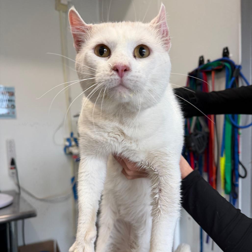 Enlarge Scorpion, a Adoptable Domestic Short Hair in Mankato, MN image 2/2