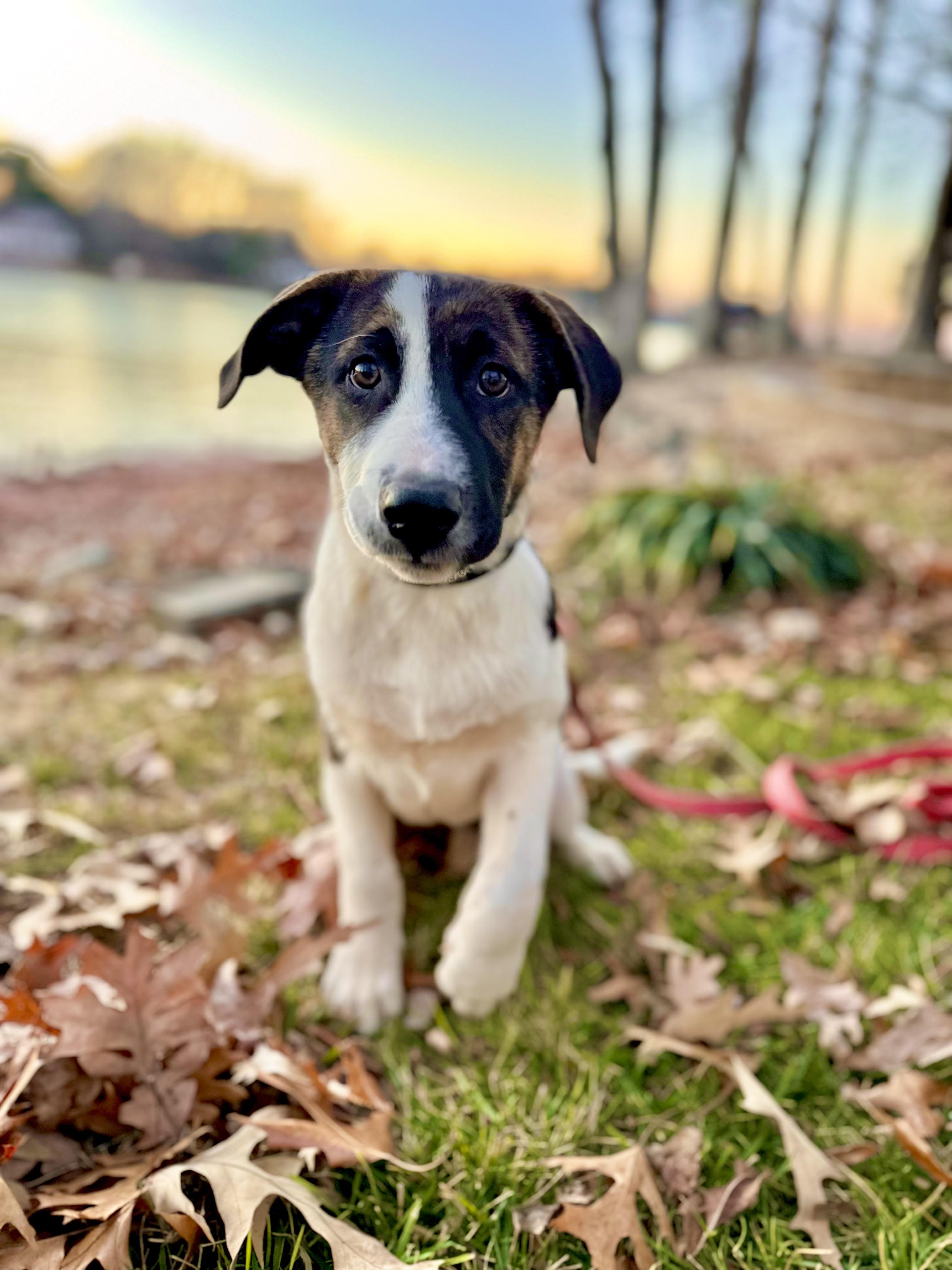 Enlarge Fox, a ADOPTABLE mixed breed in Maiden, NC image 5/6