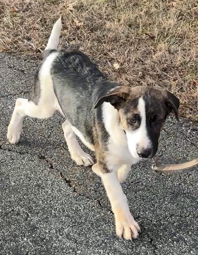 Enlarge Fox, a ADOPTABLE mixed breed in Maiden, NC image 2/6