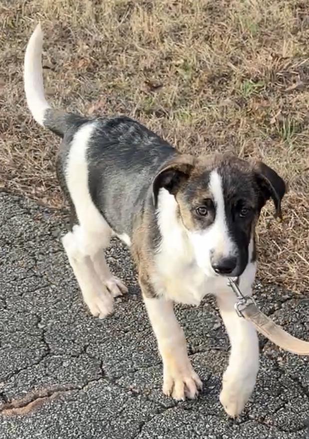 Enlarge Fox, a ADOPTABLE mixed breed in Maiden, NC image 3/6