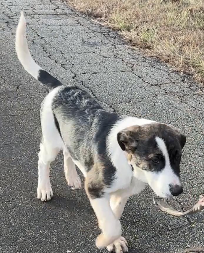 Enlarge Fox, a ADOPTABLE mixed breed in Maiden, NC image 4/6