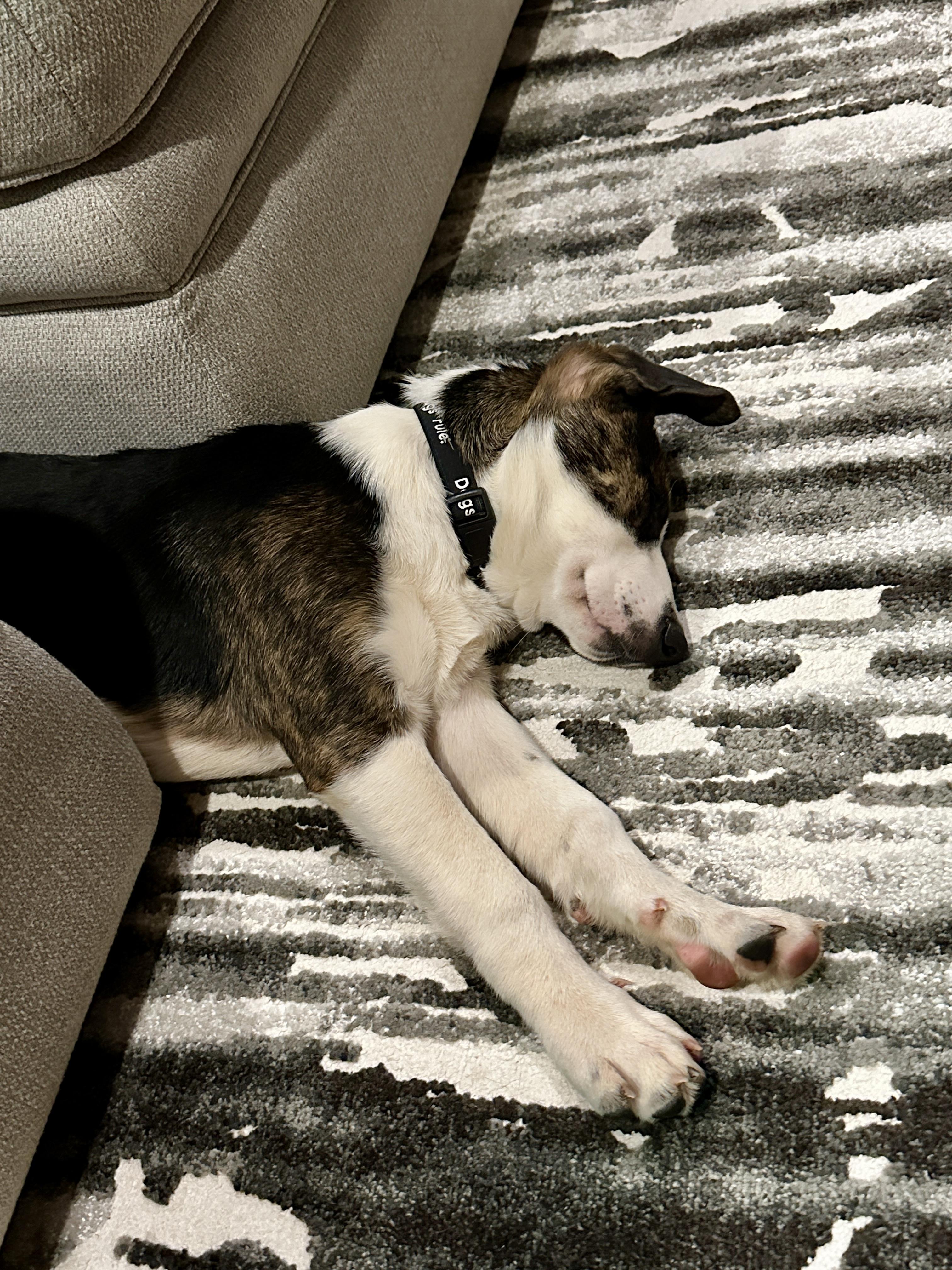 Enlarge Fox, a ADOPTABLE mixed breed in Maiden, NC image 6/6