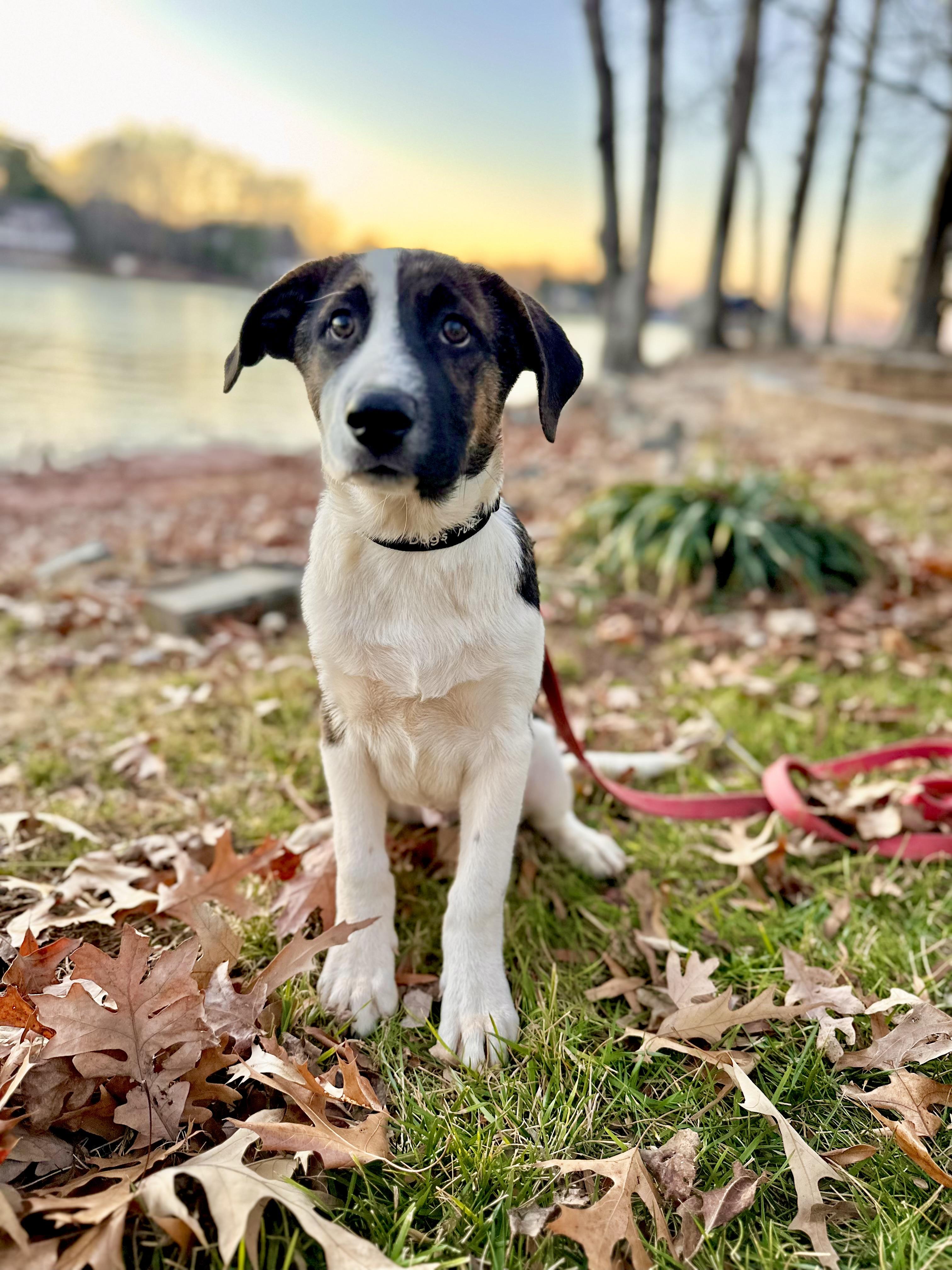 Enlarge Fox, a ADOPTABLE mixed breed in Maiden, NC image 1/6
