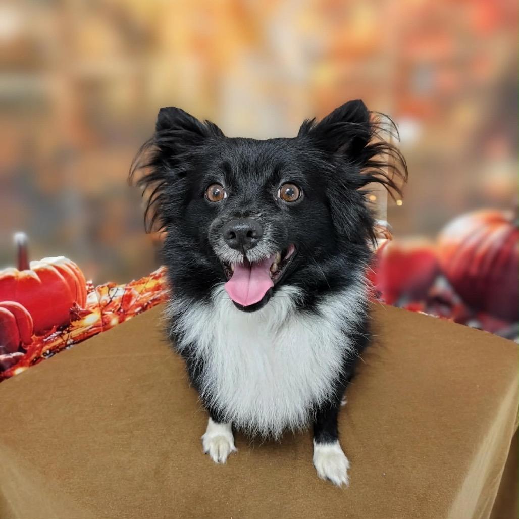 Sunshine, Adoptable, Adult Male Pomeranian & Mixed Breed.