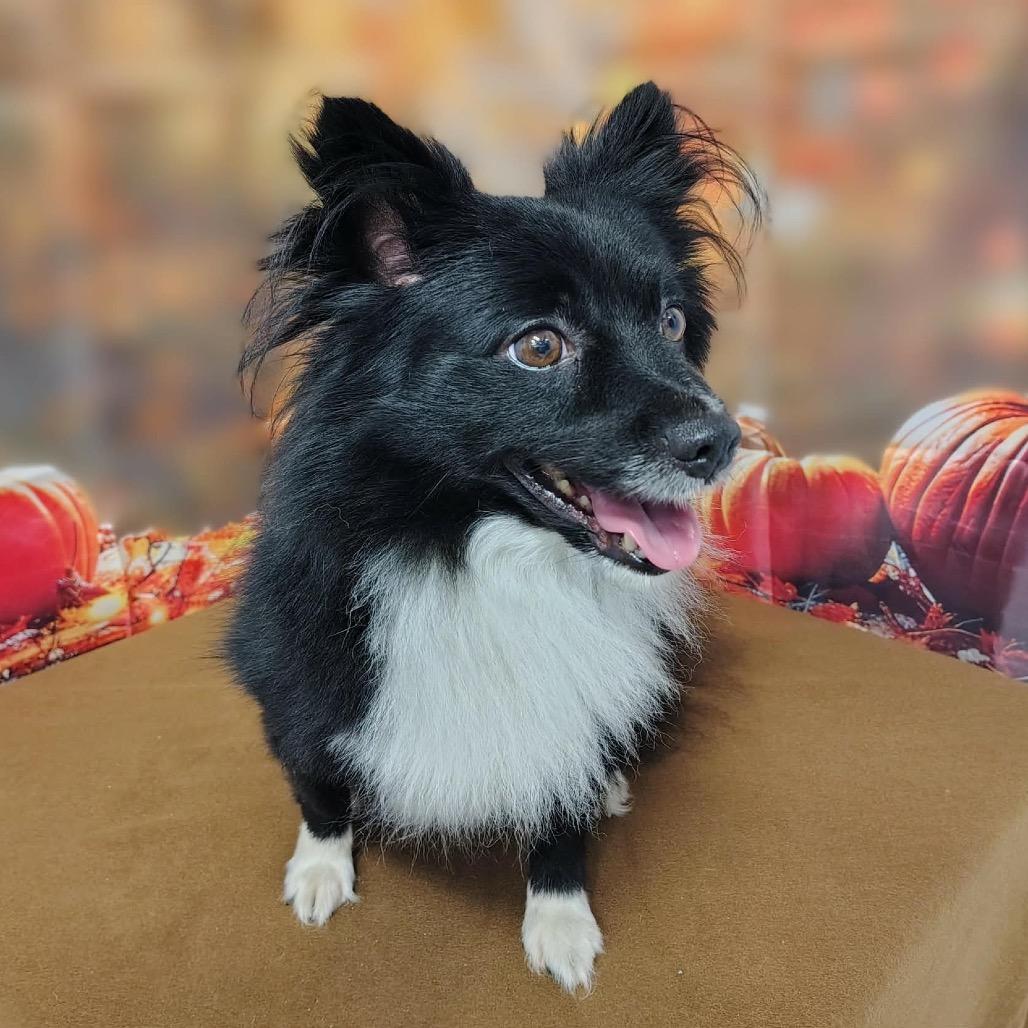 Enlarge Sunshine, a Adoptable mixed breed in Griswold, CT image 2/4