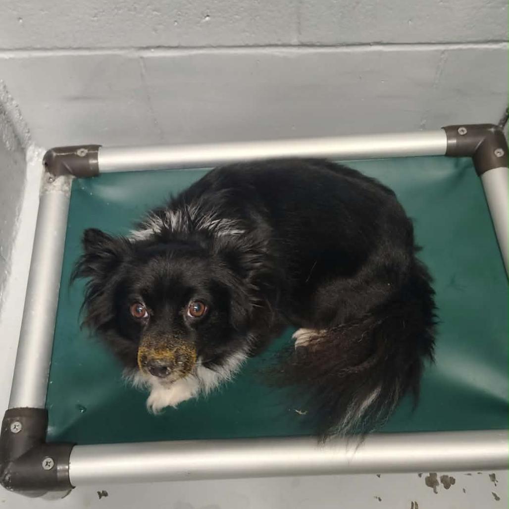 Enlarge Sunshine, a Adoptable mixed breed in Griswold, CT image 3/4