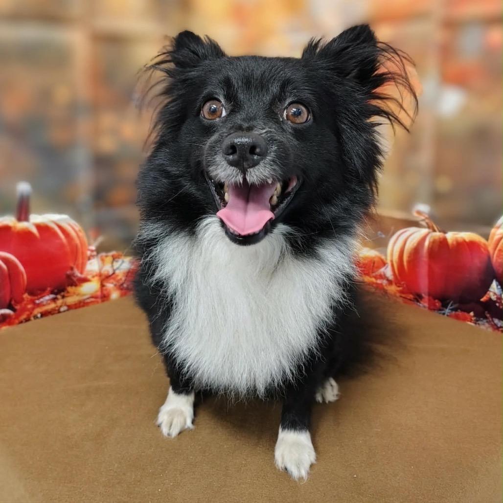 Enlarge Sunshine, a Adoptable mixed breed in Griswold, CT image 4/4