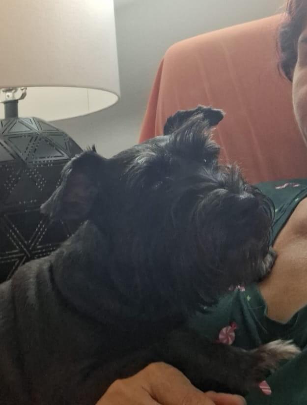 Enlarge Leigha, a ADOPTABLE Miniature Schnauzer in Weare, NH image 4/6