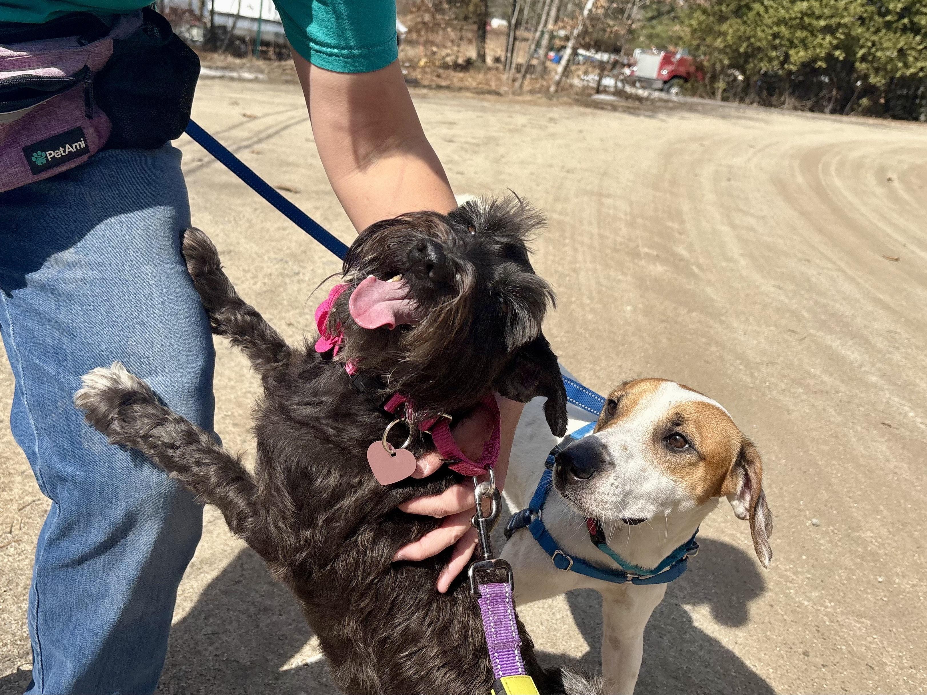 Enlarge Leigha, a ADOPTABLE Miniature Schnauzer in Weare, NH image 3/6